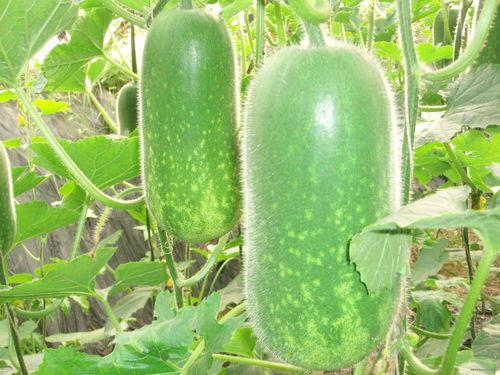 琼海吃瓜爆料视频大全,视频大全揭秘热点事件幕后真相